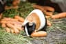 Can Guinea Pigs Have Carrots?