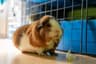 Can Guinea Pigs Have Melon?