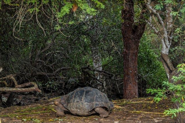 Turtles Sitting on Rock in Swamp