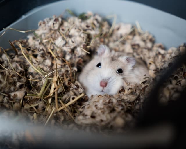 hamster hiding