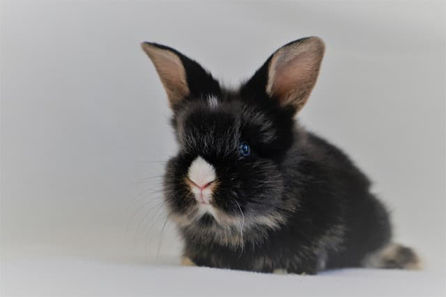 White rabbit on white background