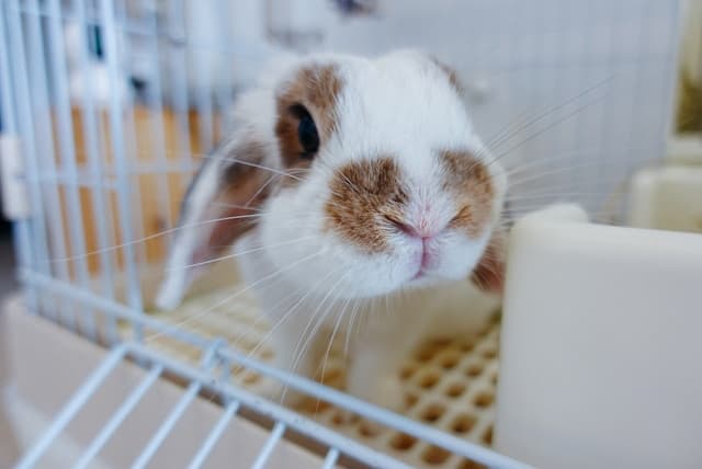 Cute little rabbit sniffing while inside the cage