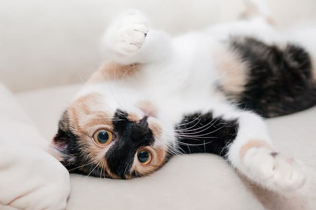 Cat lying on sofa while playing