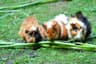What Do Guinea Pigs Eat?