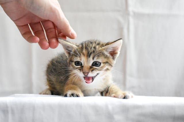 Hand Touching a Meowing Kitten