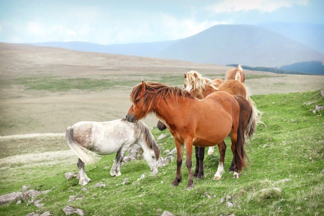 Horses and Colts on Grassland