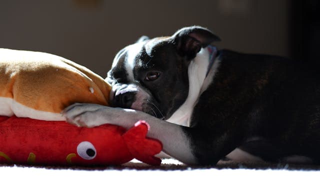 Boston Terrier Puppy with Plush Toys