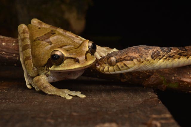 Frog and a Snake