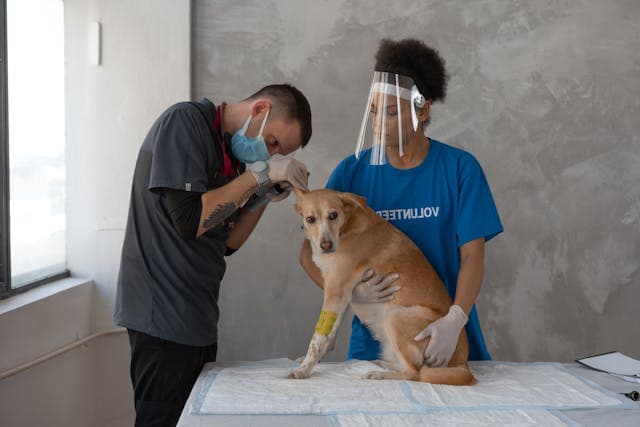 Volunteers Checking on a Dog's Ears