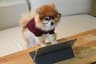 The Most Intelligent Pets You Can Own