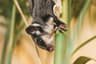 What Do Sugar Gliders Eat in Captivity vs Wild