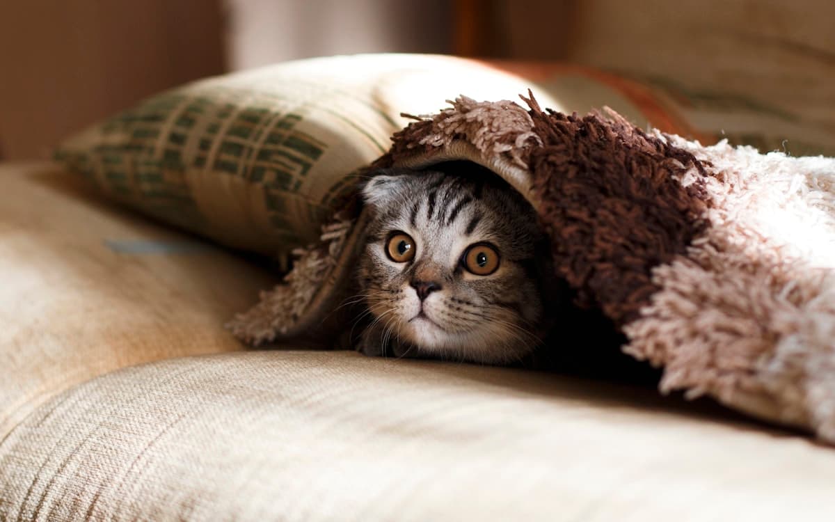 How to Keep Your Outdoor Cat Safe from Coyotes and Birds of Prey
