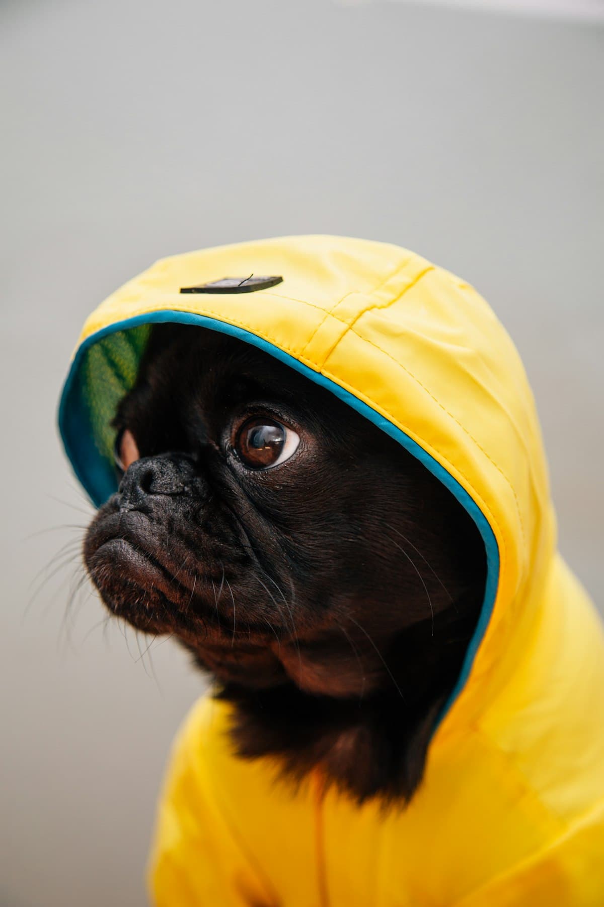 Curated visual reference: What To Do If Your Dog Eats Chocolate A Step Photo Inspiration