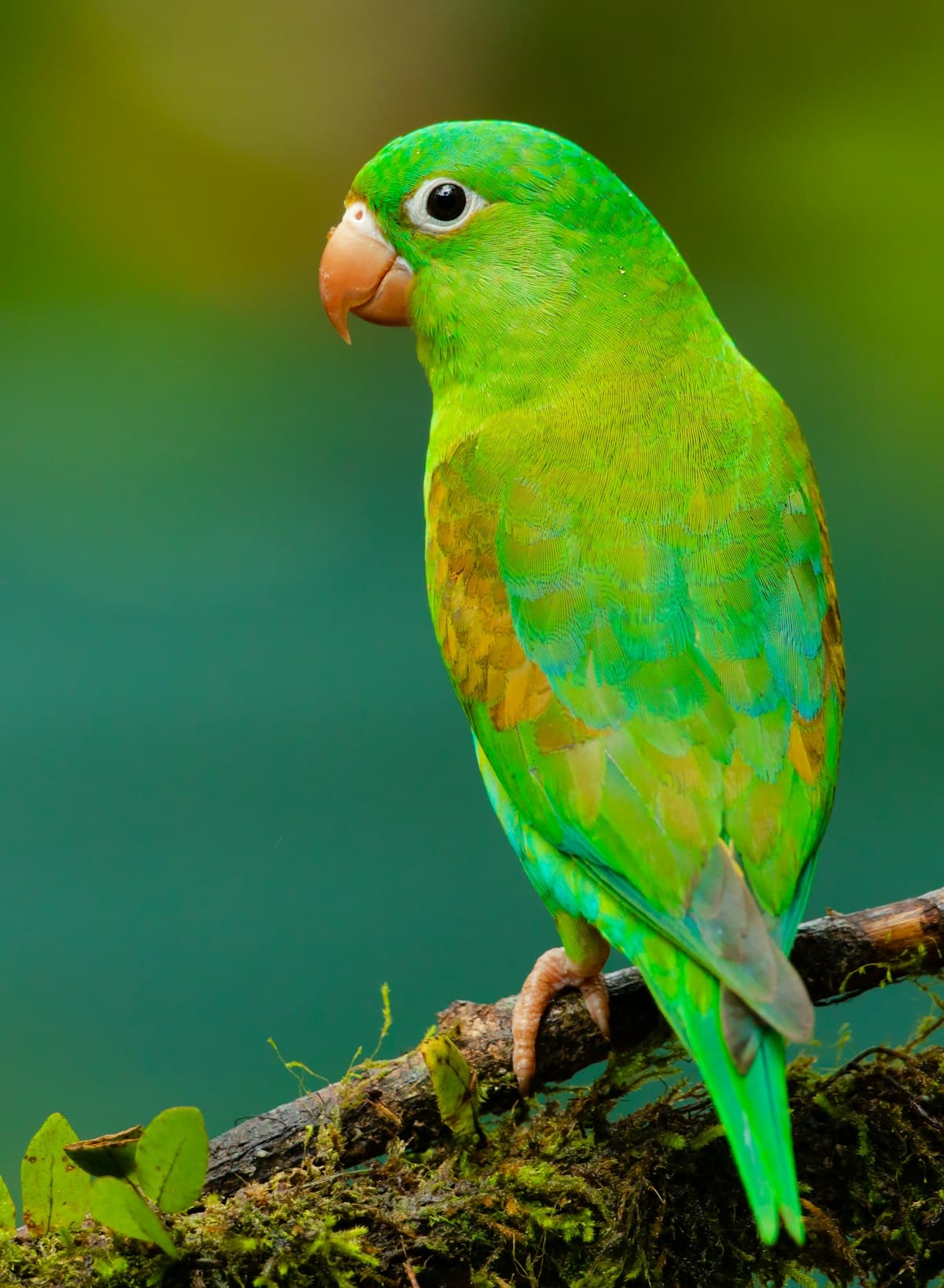 Why Is My Parrot Plucking Its Feathers? Causes and Solutions