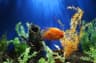 How to Set Up a Planted Aquarium for Beginners on a Budget
