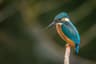 10 Bizarre Animal Defense Mechanisms That Will Blow Your Mind
