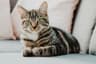 How to Build a DIY Catio on a Budget: Indoor Cats Deserve Outdoor Time