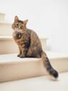 How to Tell If Your Cat Is in Pain: 12 Subtle Signs Most Owners Miss