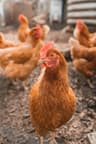 Can Chickens Eat Tomatoes? A Backyard Flock Feeding Guide