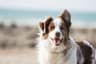 First Aid for Dogs: What Every Owner Should Have in Their Emergency Kit