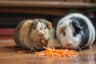 Can Guinea Pigs Eat Strawberries? A Complete Treat Safety Guide