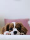 How to Train Your Dog to Walk on a Loose Leash Without Pulling