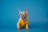 How to Clean Your Dog’s Teeth at Home Without a Vet Visit: 7 Easy Methods