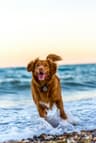 How to Teach a Dog to Swim Safely: A Breed-by-Breed Guide