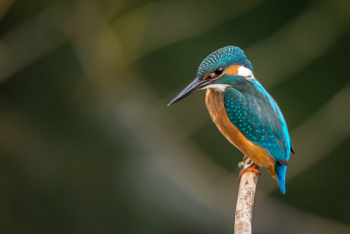 How to Protect Backyard Wildlife from Outdoor Cats: Coexistence Strategies