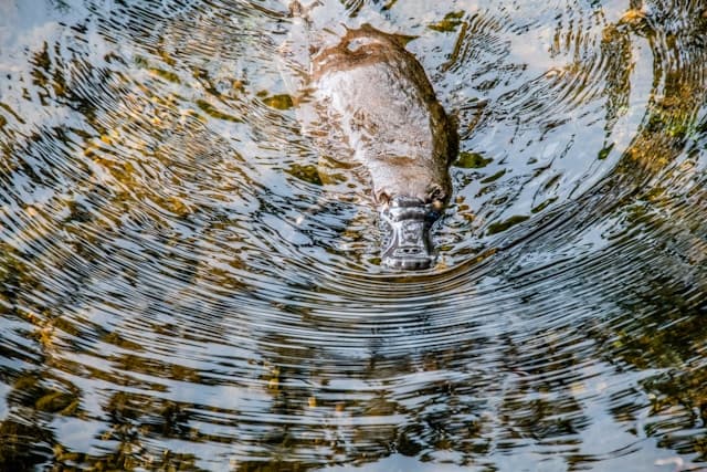 can a platypus be a pet