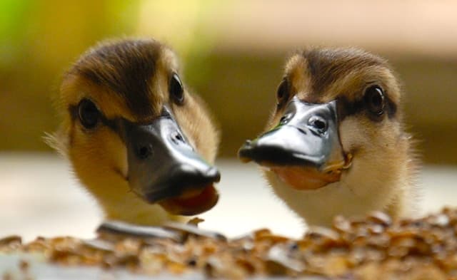 can duck eat grapes