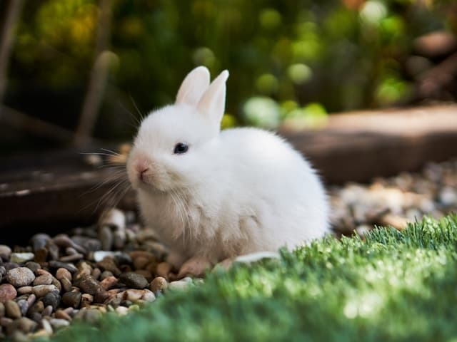 can rabbits eat cucumber
