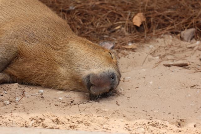 Where can I pet a capybara?