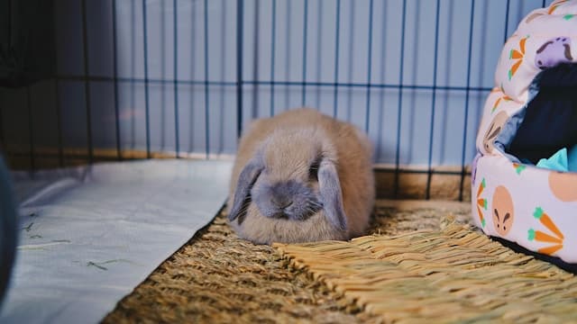A loafing blue-tort bunny with gray ears and muzzle and brown fur.