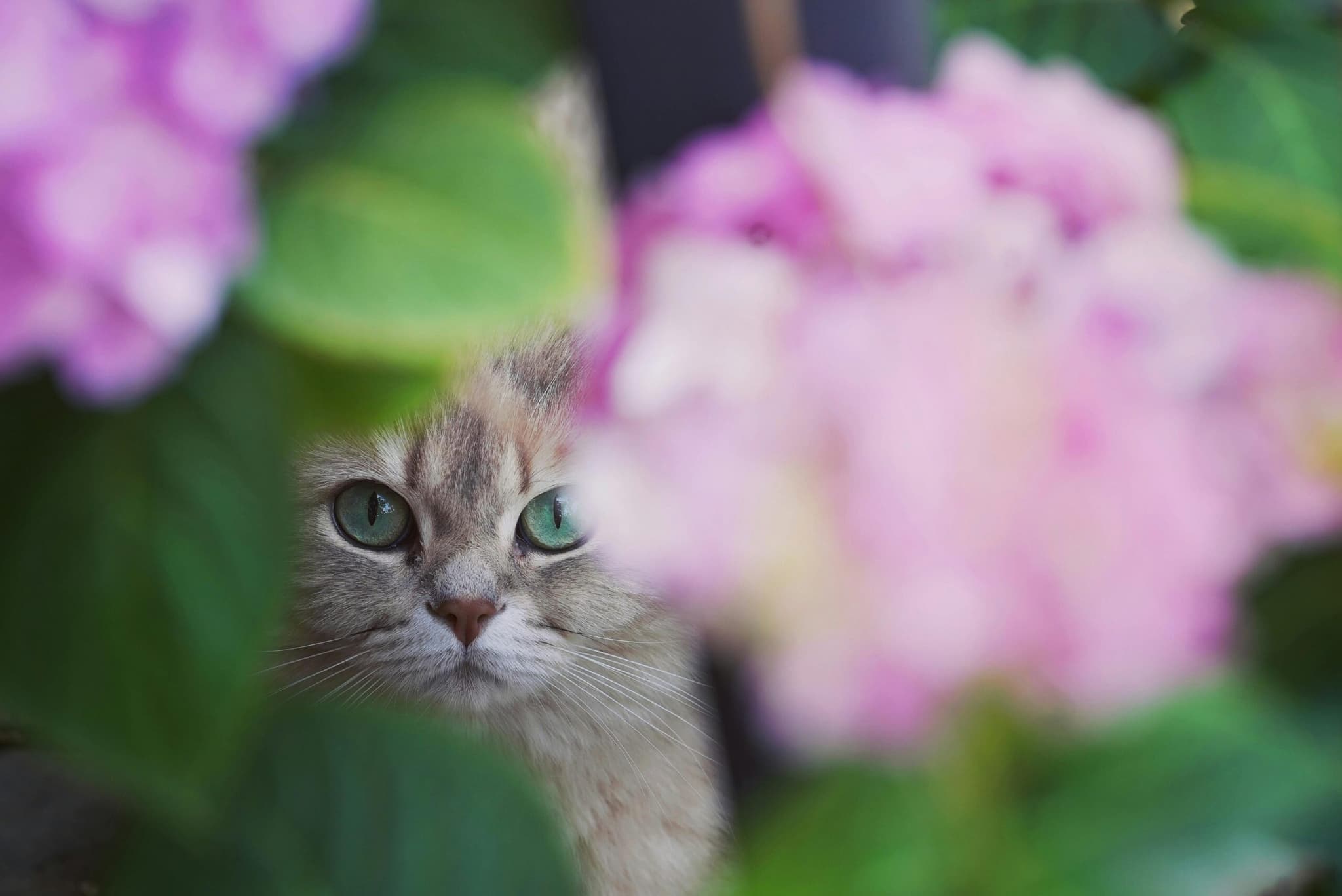 Adorable curious cat in blooming garden