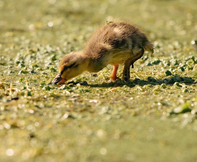 Adorable duckling feeding on wet grassy shore