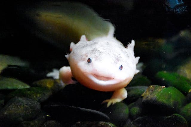 Axolotls under the water