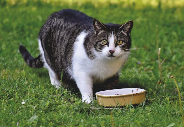 Black and White Cat Eating on the Grass