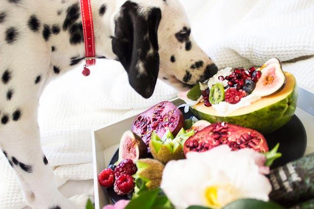 Black and White Dalmatian Dog Eating different Fruits