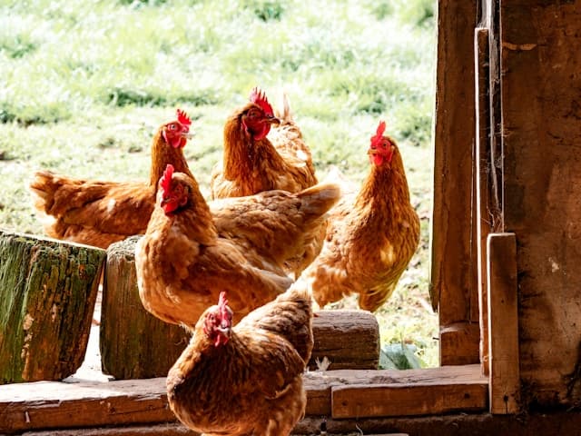 Can Chickens eat Tomatoes