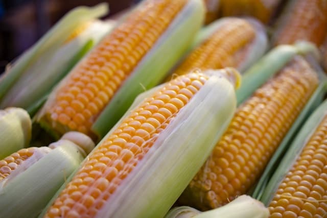 Can Dogs Eat Corn?