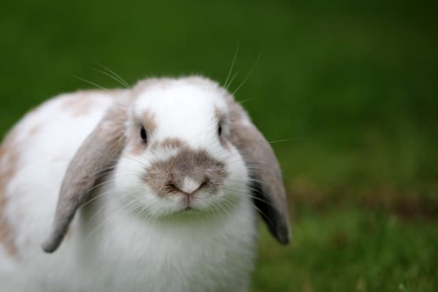 Can Rabbits Eat Tomatoes