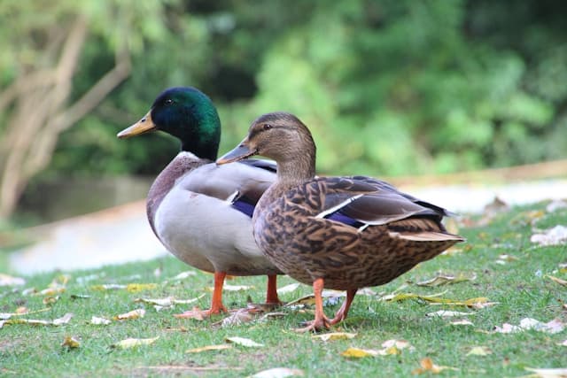 Can ducks eat mushrooms