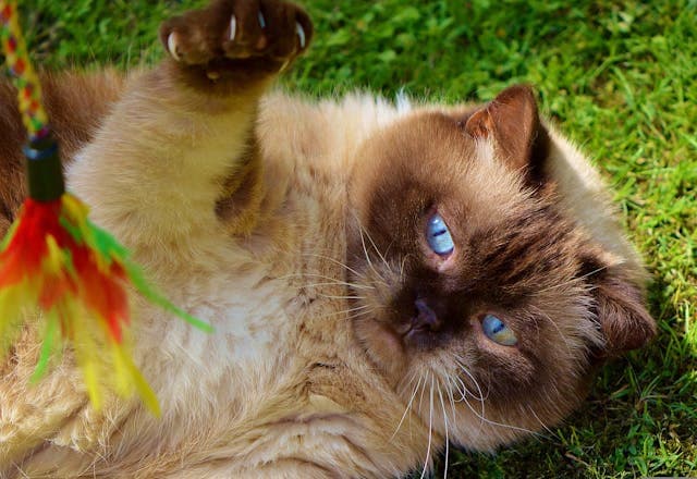 Cat Lying Down and Playing