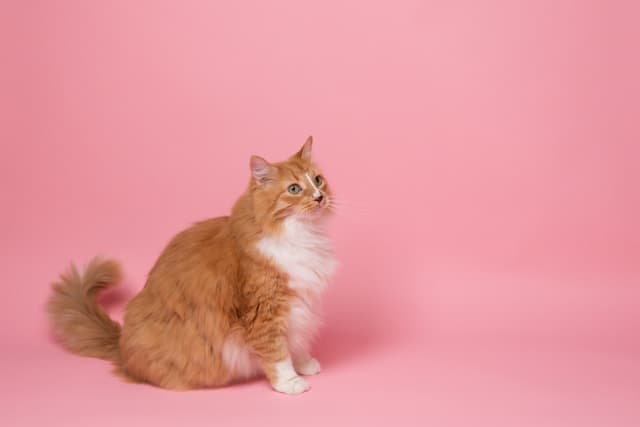 Cat on a pink background