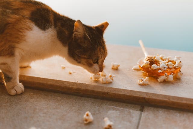 Cat sniffing a Popcorn