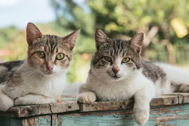 Two Cats on a wooden plank
