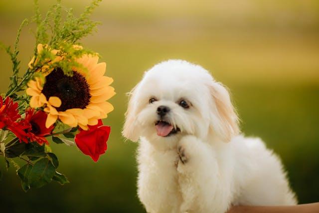 White Dog Near Flowers