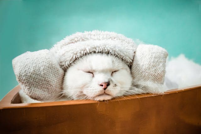 Cute Cat Sleeping in Pet Bath
