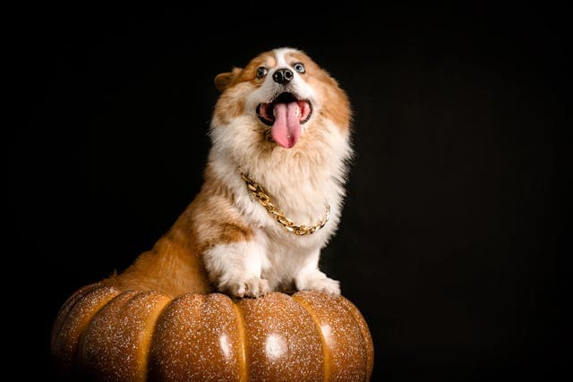Cute Corgi sitting on Pumpkin